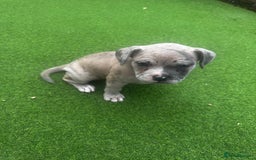 Mixed Breed dogs for sale: Staffordshire bull terrier x French bulldog Merle  - Image 2
