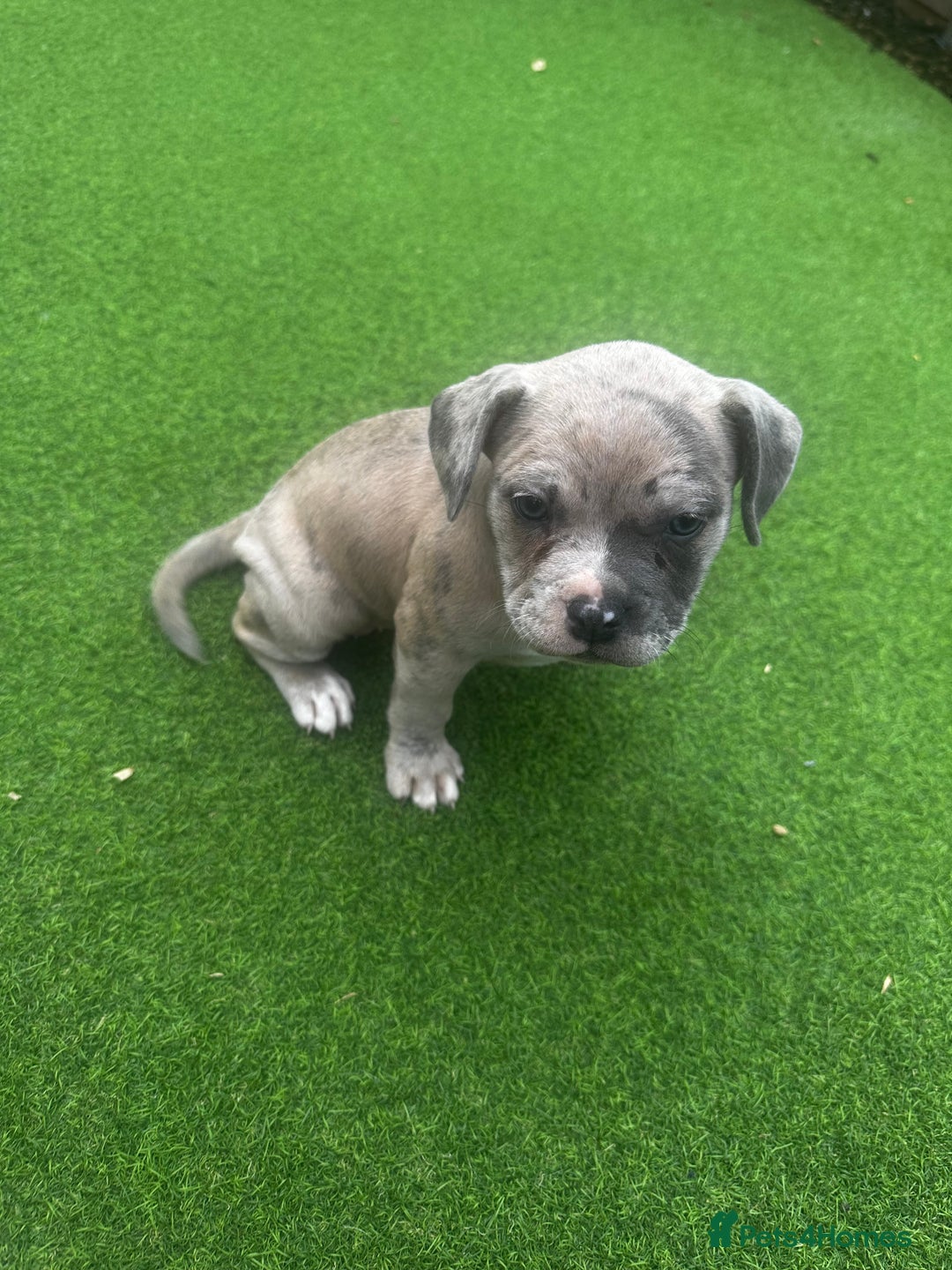 Mixed Breed dogs for sale: Staffordshire bull terrier x French bulldog Merle  - Image 2