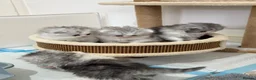 Persian cats for sale: Persian chilchilla & doll face babies  - Advert 15