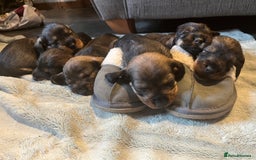 Dachshund dogs for sale: Kc Standard Wire Haired Dachshund Puppies - Image 19