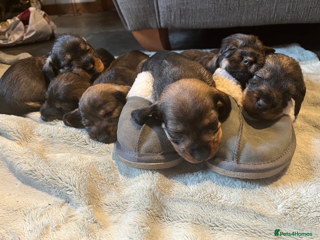 Dachshund dogs for sale: Kc Standard Wire Haired Dachshund Puppies - Image 19