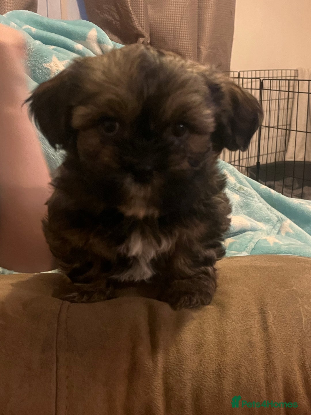 Shorkie dogs for sale: Shorkie puppy’s ready to leave  - Image 2