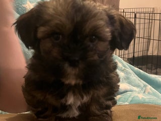 Shorkie dogs Shorkie puppy’s ready to leave - Advert 14