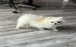Pomeranian dogs for adoption: Cute Miso is looking for her forever lap 💖🐾 - Image 7