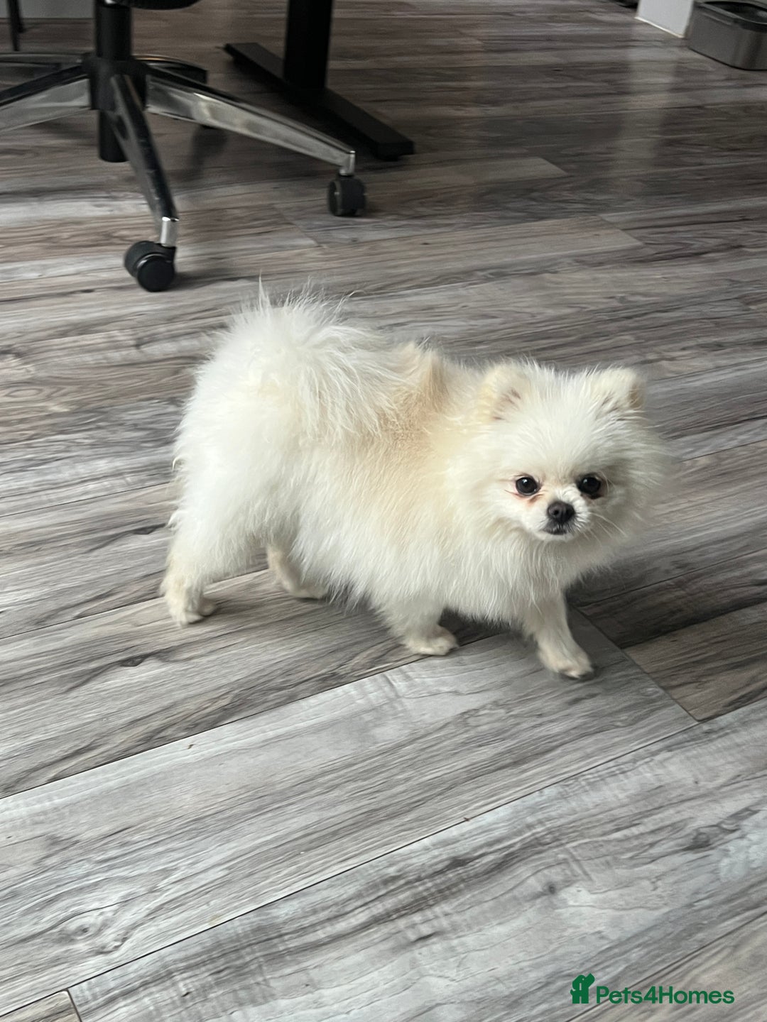Pomeranian dogs for adoption: Cute Miso is looking for her forever lap 💖🐾 - Image 7