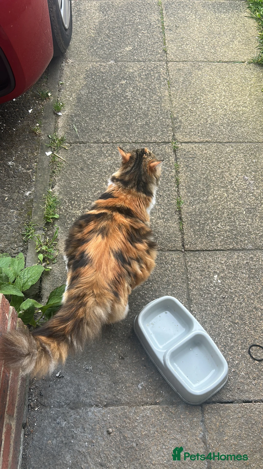Mixed Breed cats for sale: Beautiful kittens for sale  - Advert 4