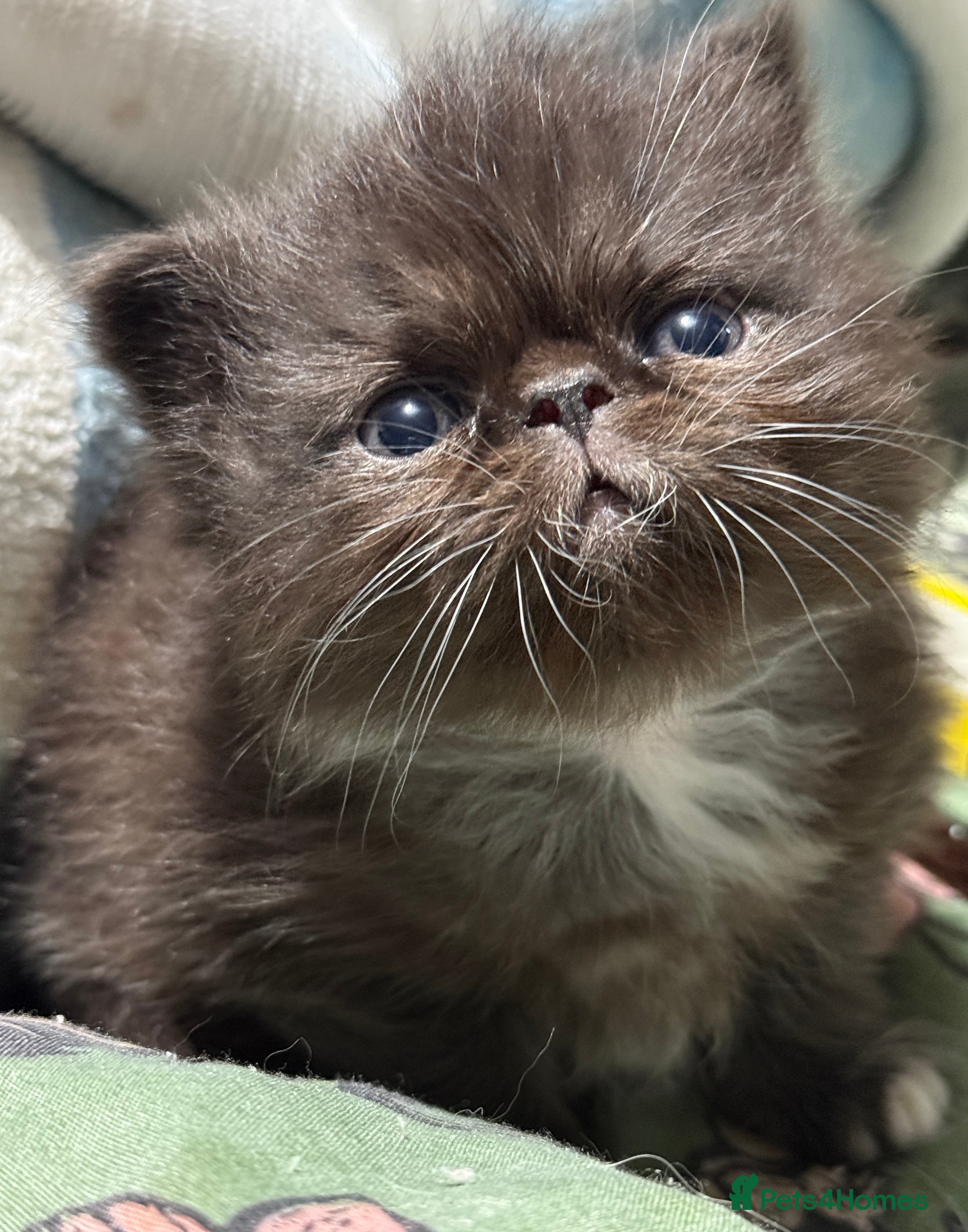 Persian cats Stunning full Persian black/white female kitten - Advert 9