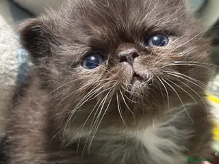 Persian cats Stunning full Persian black/white female kitten - Advert 9