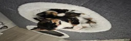 Mixed Breed cats for sale: Beautiful Kittens (Ready in 2 weeks) in Wakefield - Advert 6