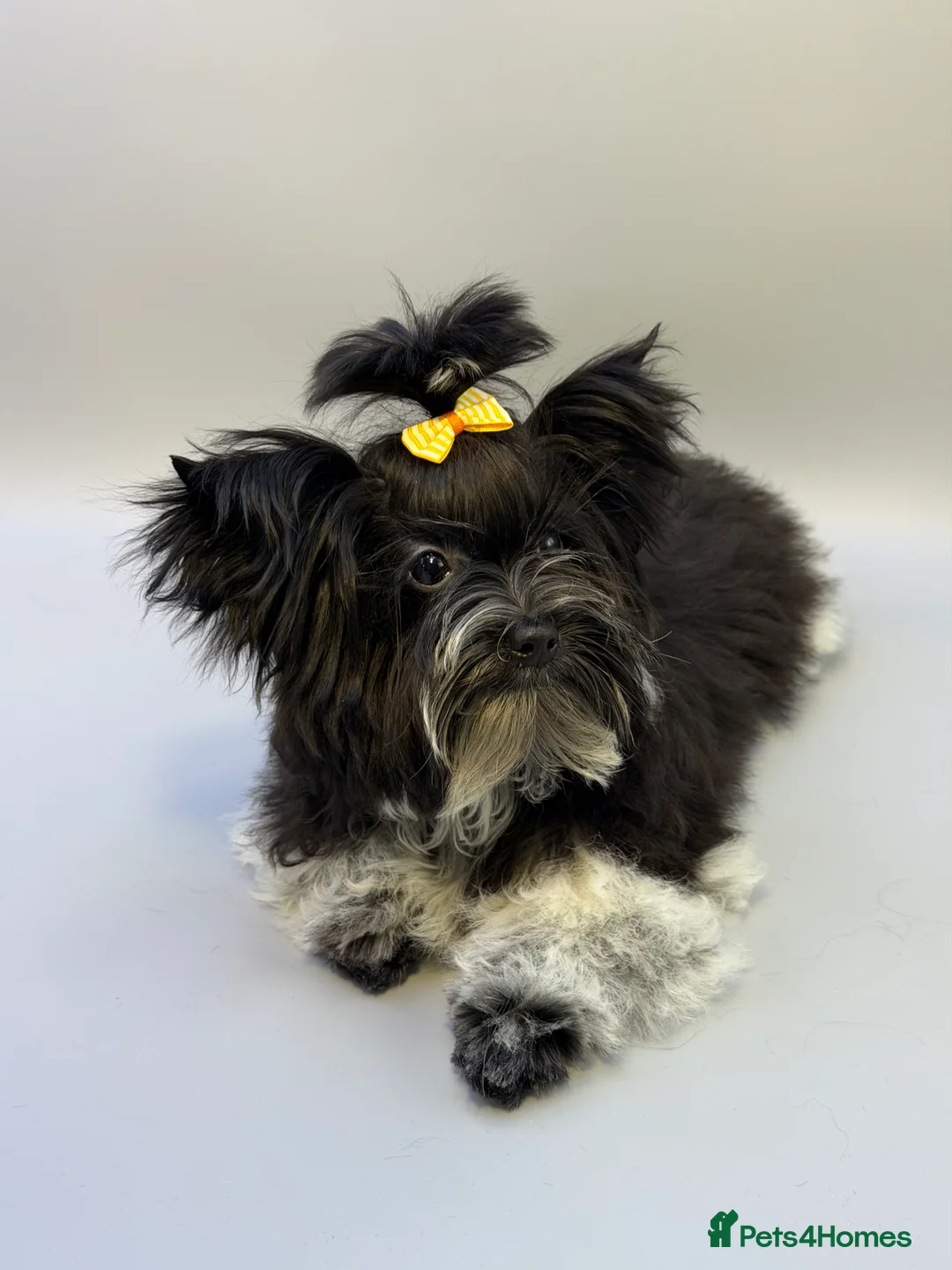 Yorkshire Terrier dogs for sale: Dropped prices!! Fantastic Tiny Boys🐾 Pedigree 🐾 - Advert 3