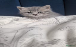 British Shorthair cats for sale: Beautiful British Shorthair girls – Ready Now! - Image 11