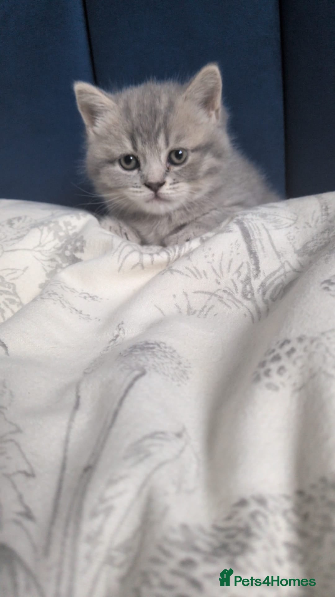 British Shorthair cats for sale: Beautiful British Shorthair girls – Ready Now! - Image 11