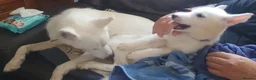 Siberian Husky dogs for sale: 2 female Beautiful White Husky Puppies Ready Now. - Advert 16