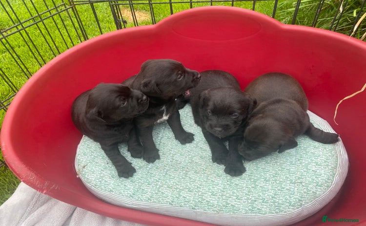 Patterdale Terrier dogs - Advert 1