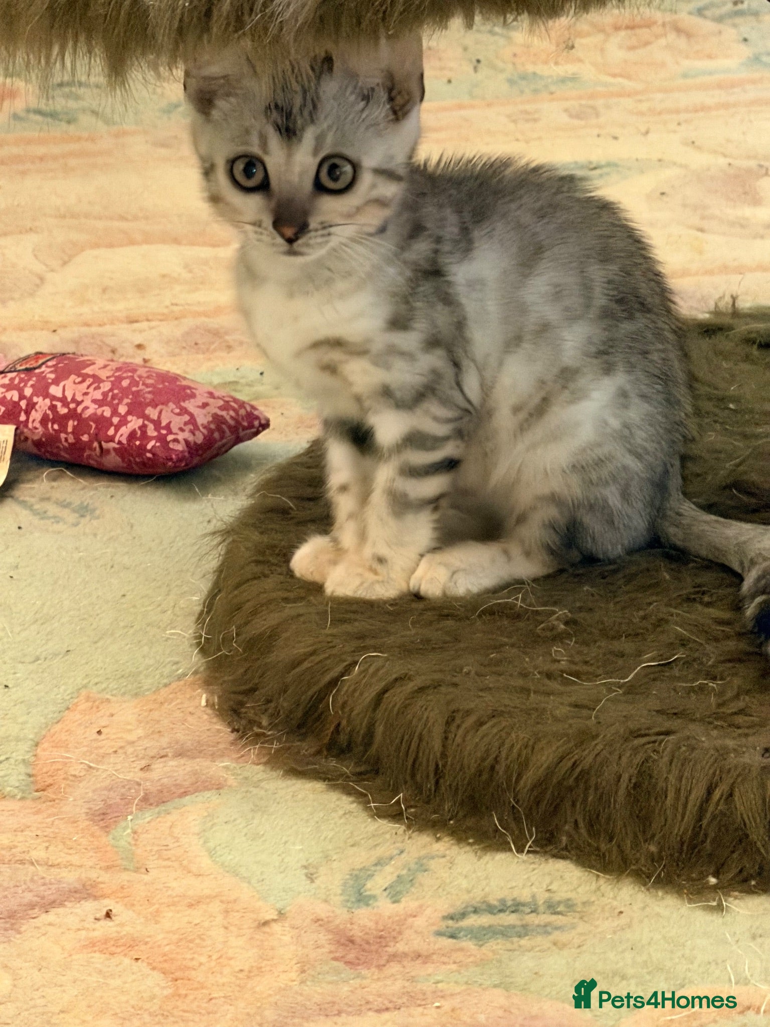 Bengal cats Four Bengal Kittens for Sale. TICA Pedigree Reg'd - Advert 3