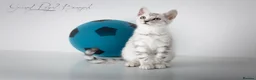 Bengal cats for sale: Rare Blue Snow Bengal Boy in Northampton - Advert 11