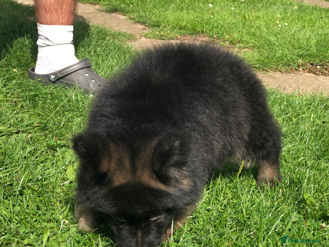 German Shepherd dogs for sale:  kc health tested long haired German shepherd pups - Image 36