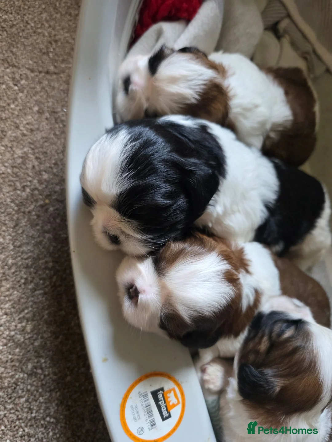 Shih Tzu dogs for sale:  Stunning KC registered Standard Shih Tzu Puppies  - Advert 2