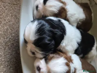 Shih Tzu dogs Stunning KC registered Standard Shih Tzu Puppies - Advert 4