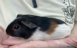 Guinea Pig rodents for sale: Male baby guinea pig teddy's & funkys - Image 4