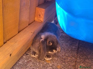 French Lop rabbits for sale - Advert 1