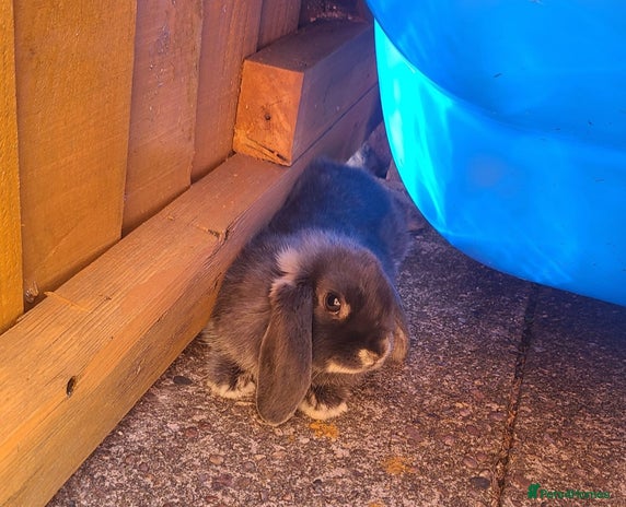 French Lop rabbits - Advert 1