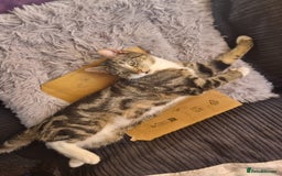 British Shorthair cats for sale: Male cat ready for new home - Image 3