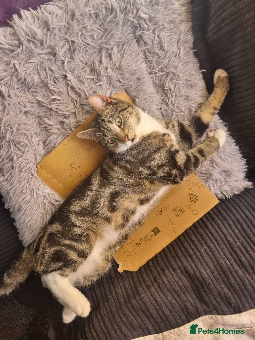 British Shorthair cats for sale: Male cat ready for new home - Image 3