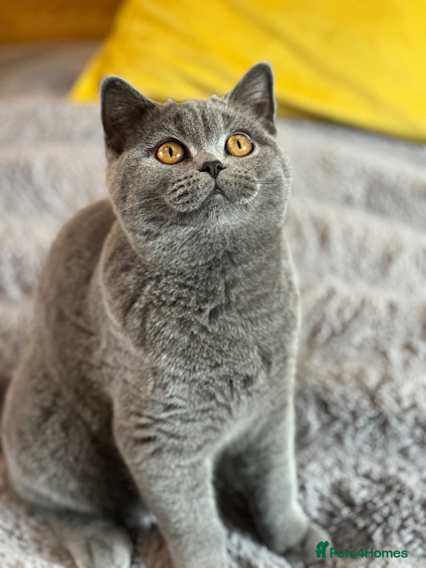 British Shorthair cats for sale: British shorthair kittens  - Advert 17