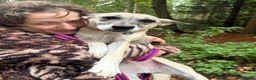 Mixed Breed dogs for adoption: Verity - Poringland Norfolk  in Norwich - Advert 1