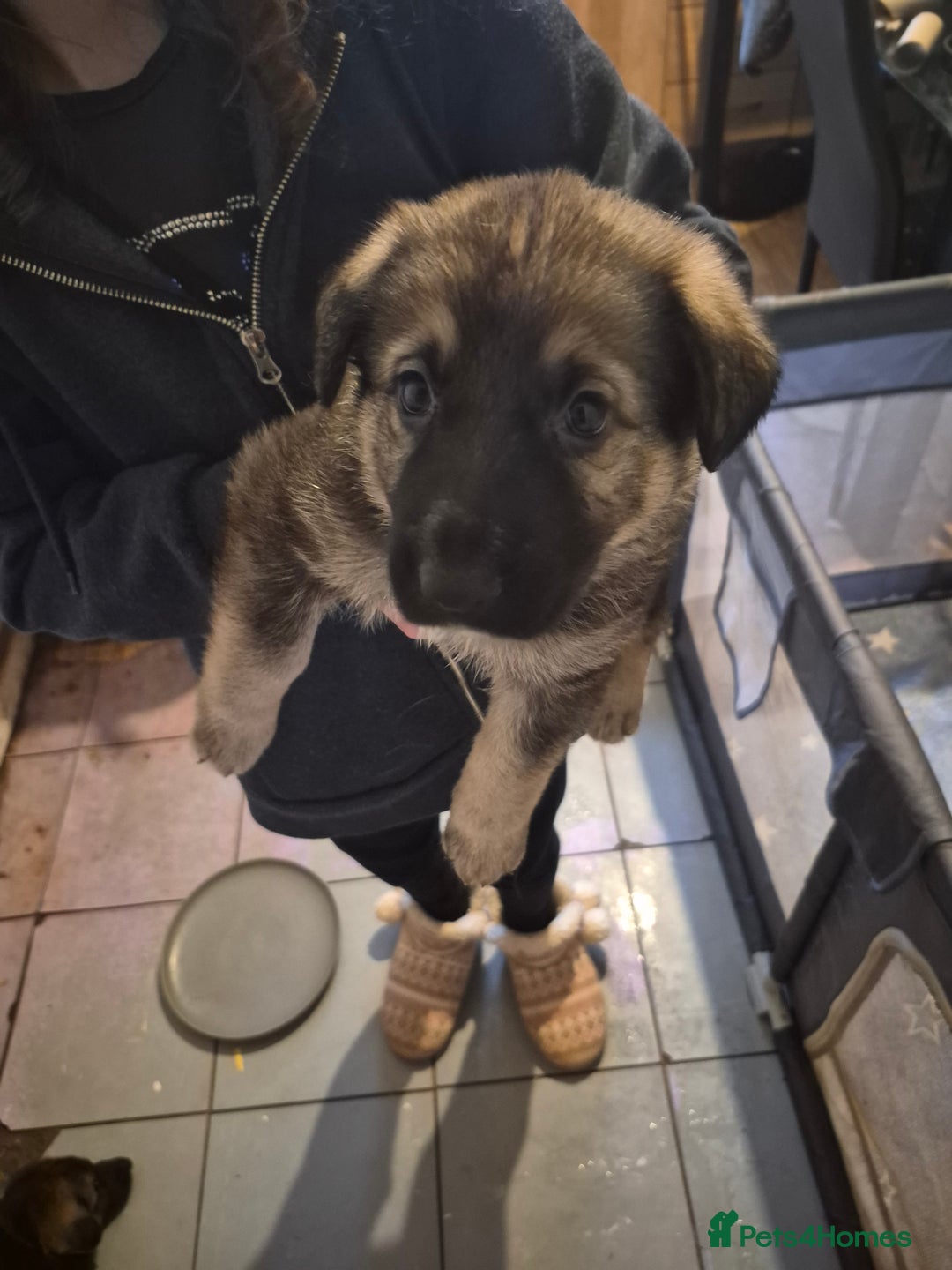 German Shepherd dogs for sale: 8 beautiful GSD puppies for sale  - Advert 8