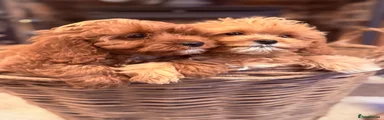 Cavapoo 3