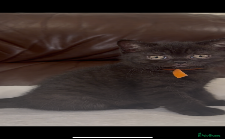 British Shorthair cats - Advert 2