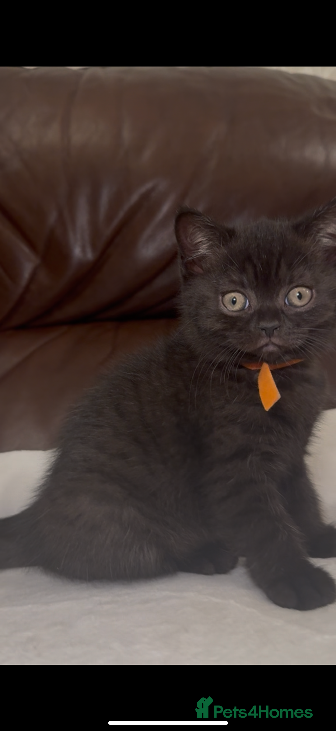British Shorthair cats for sale: Only 2 girls left ready to go BBSH - Image 12