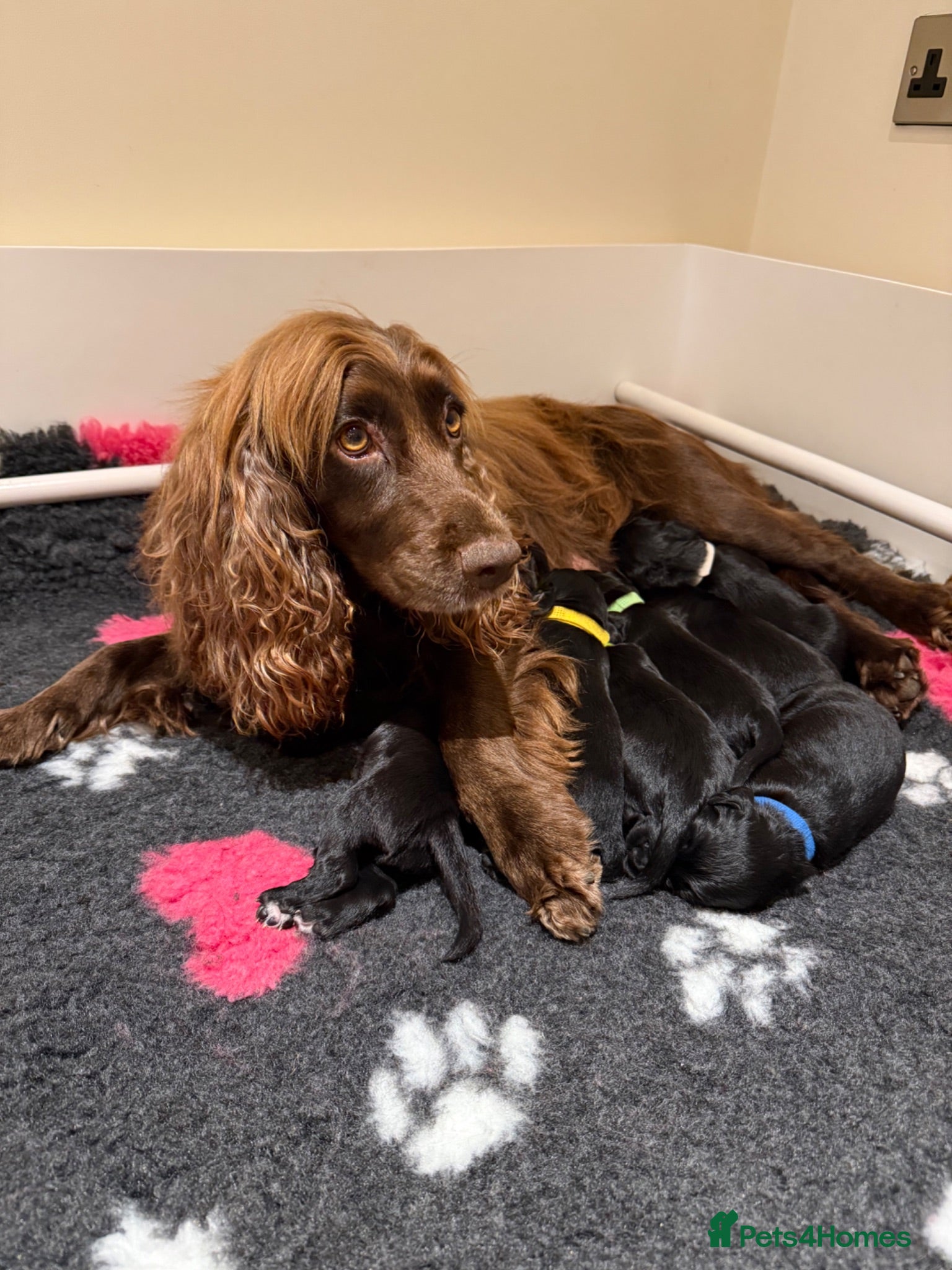 Cocker Spaniel dogs KC Registered Cocker Spaniel Puppies - Advert 1