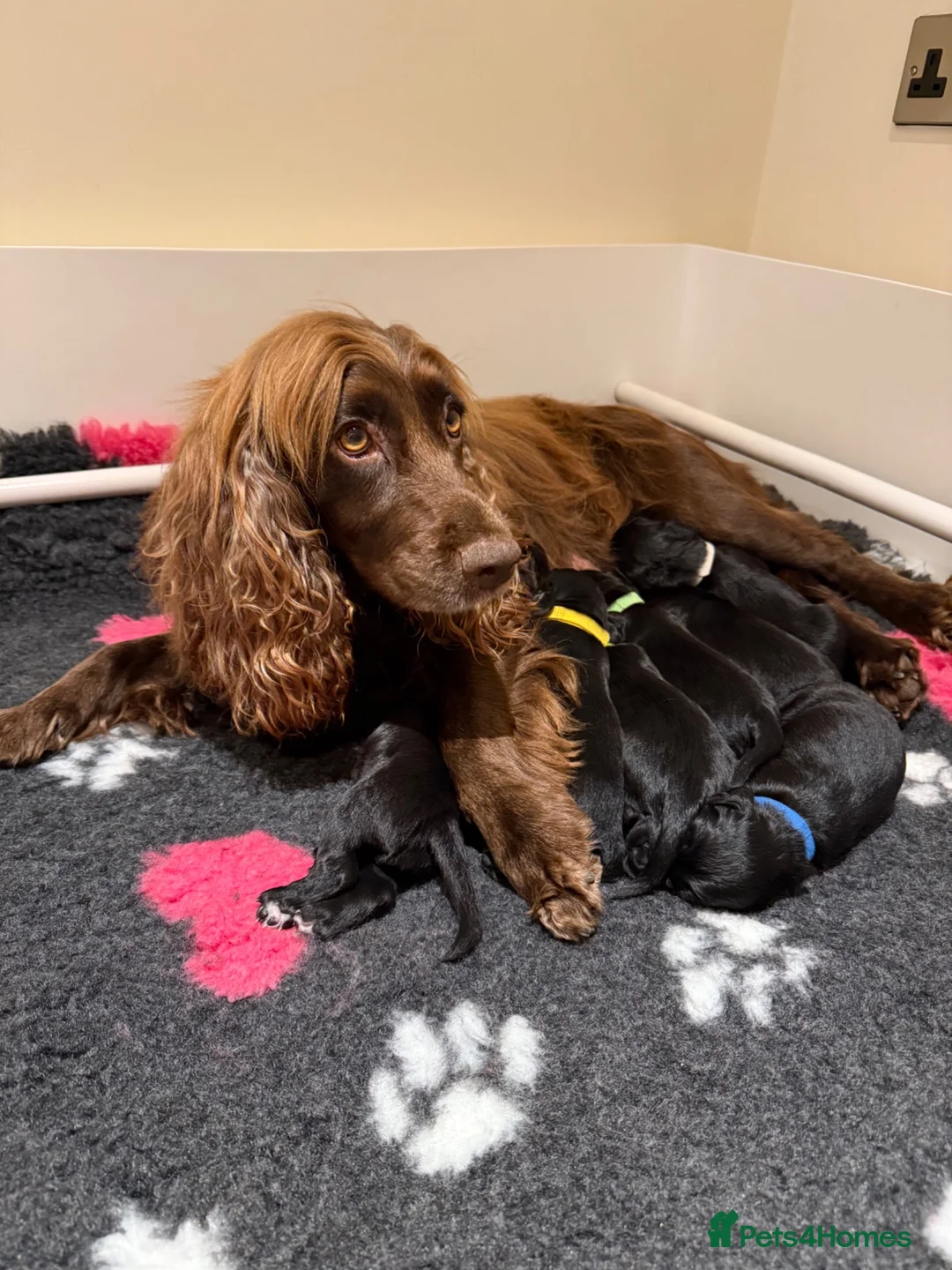 Cocker Spaniel dogs for sale: KC Registered Cocker Spaniel Puppies in Market Drayton - Advert 1