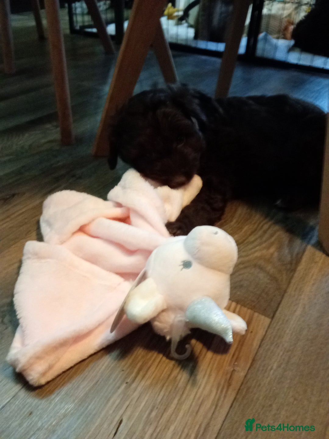 Cavapoo dogs for sale: LITTLE GIRL READY FOR NEW HOME NOW - Advert 6