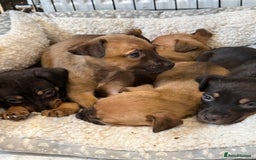Mixed Breed dogs for sale: Mixed German Shepard ridgeback  - Image 10