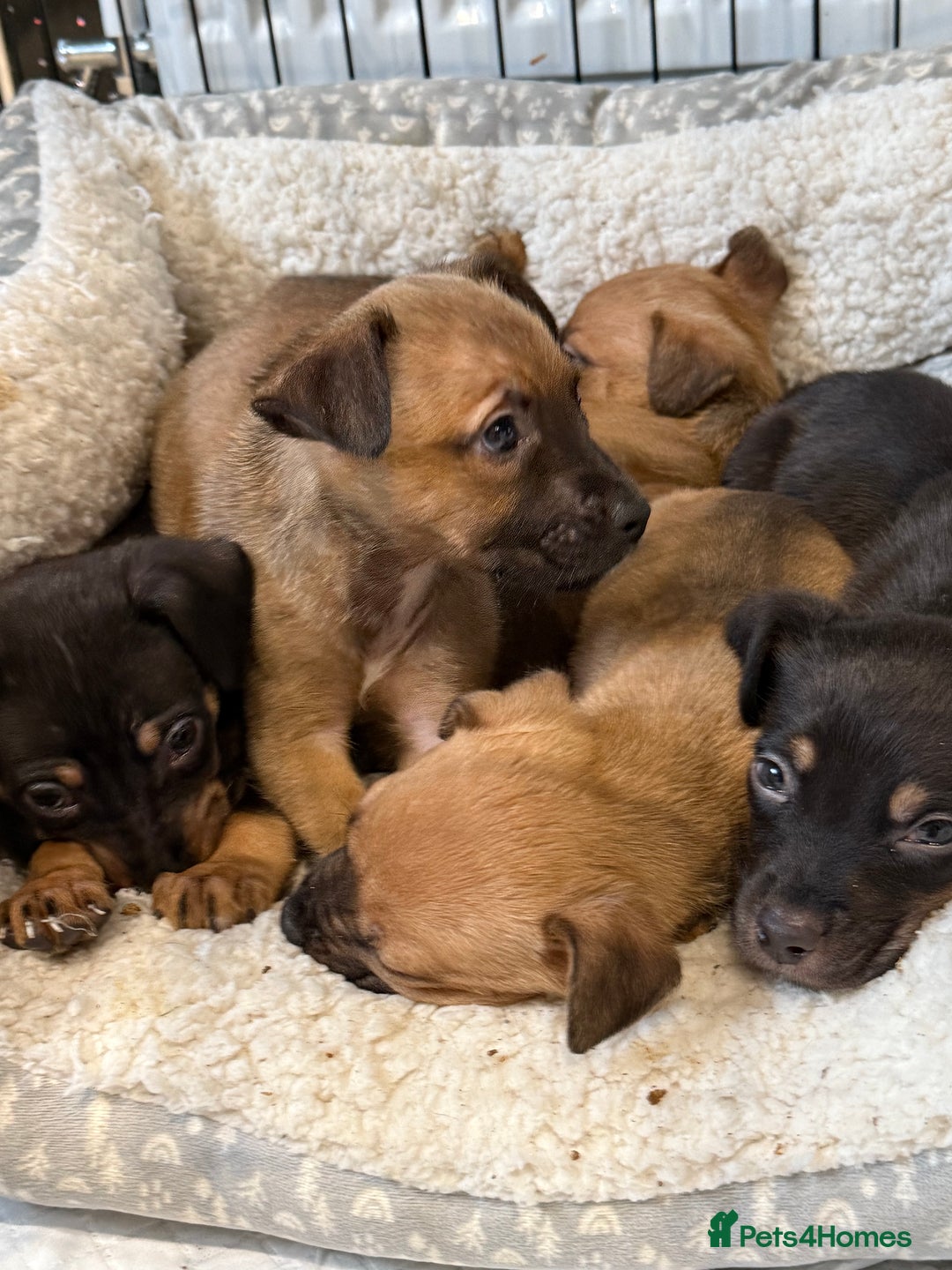 Mixed Breed dogs for sale: Mixed German Shepard ridgeback  - Image 10