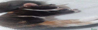 Mixed Breed 4