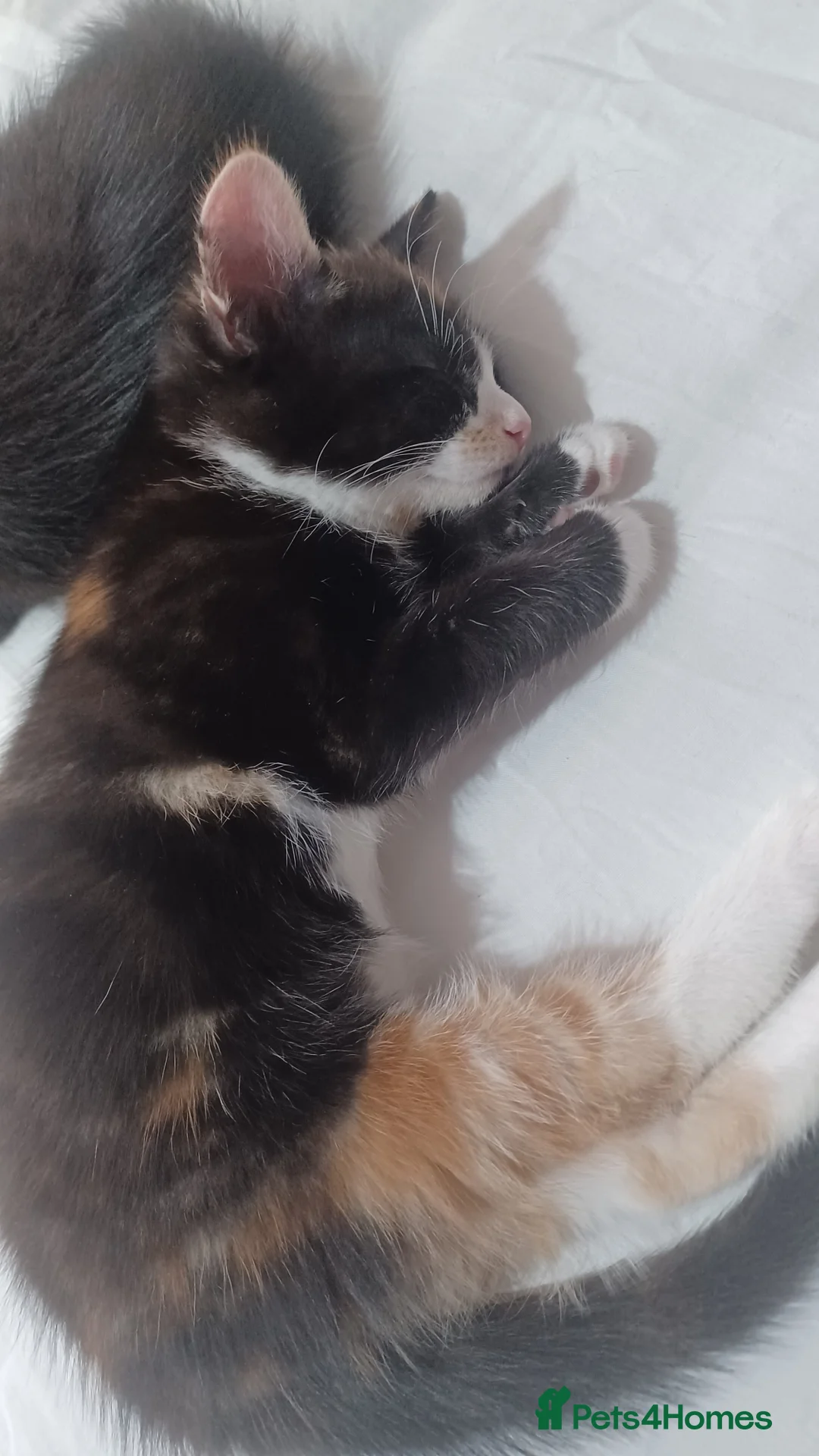 Mixed Breed cats for sale: Kittens  in London - Advert 2