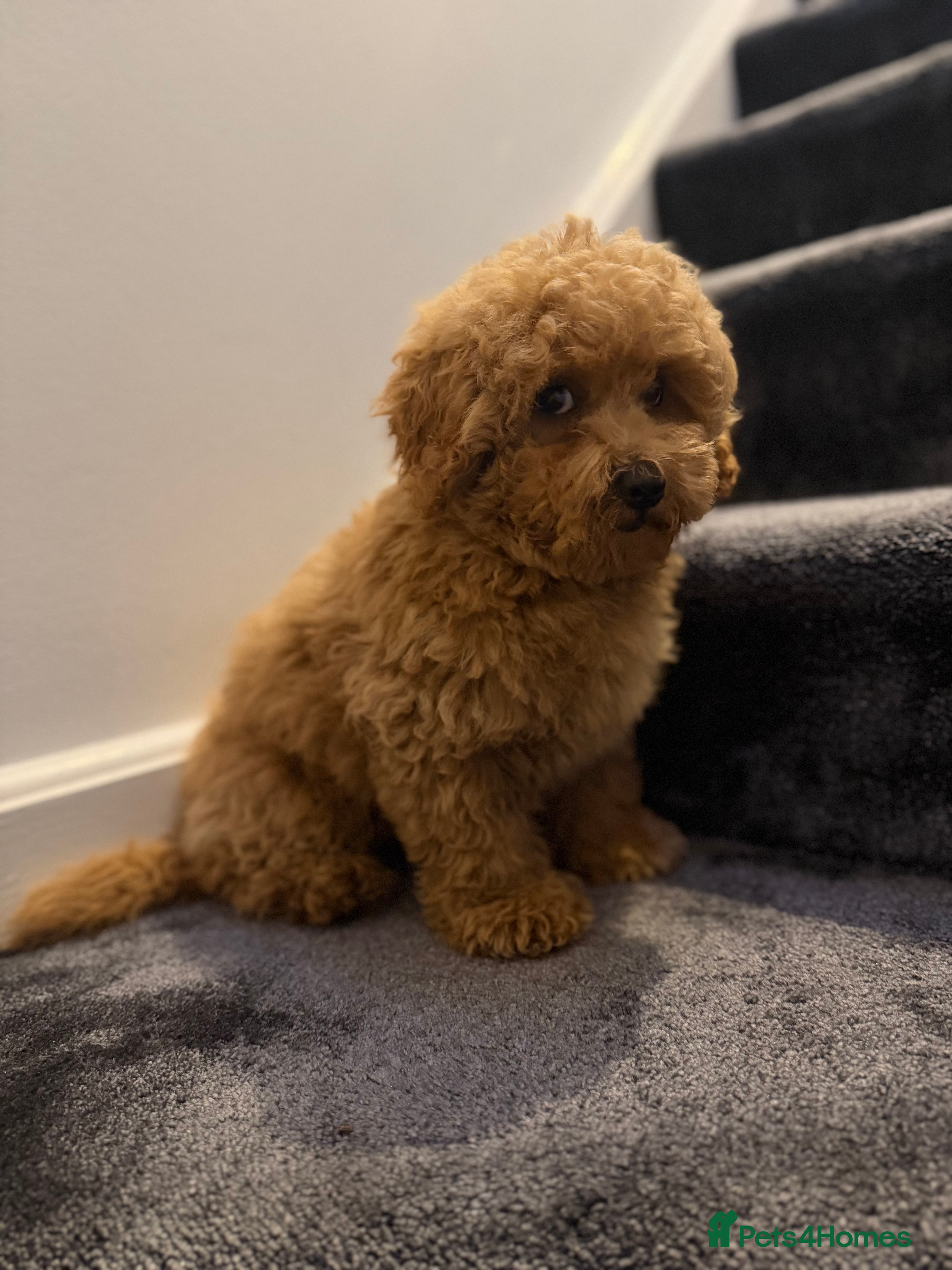 Maltipoo dogs Beautiful Red Maltipoo puppies for sale  - Advert 2