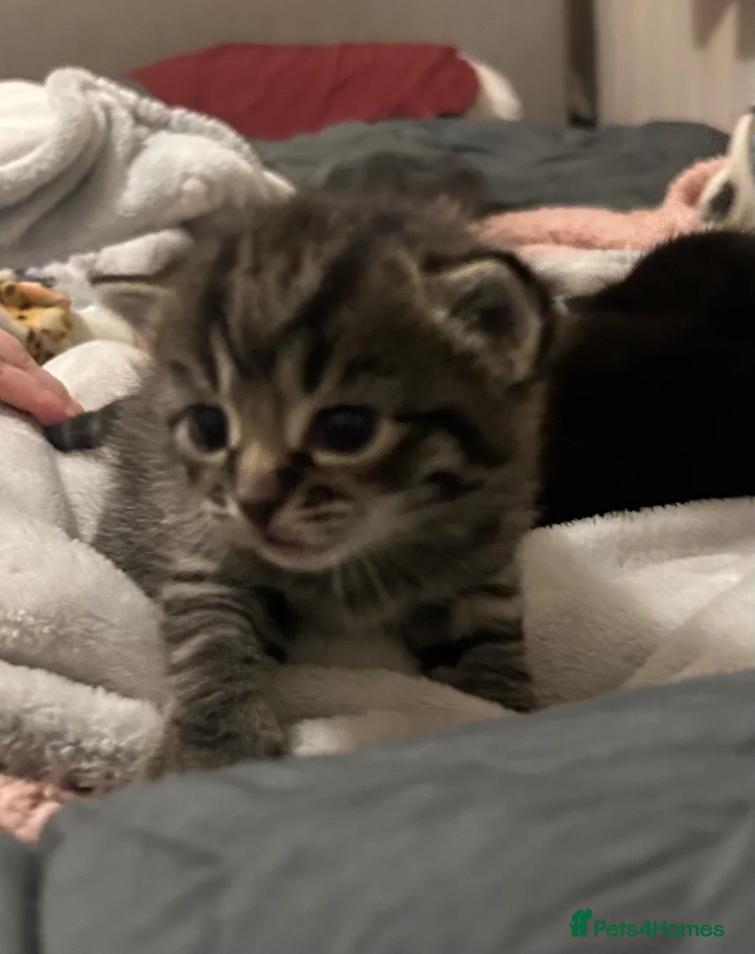 Domestic Shorthair cats for sale: Gorgeous Kittens  - Advert 3