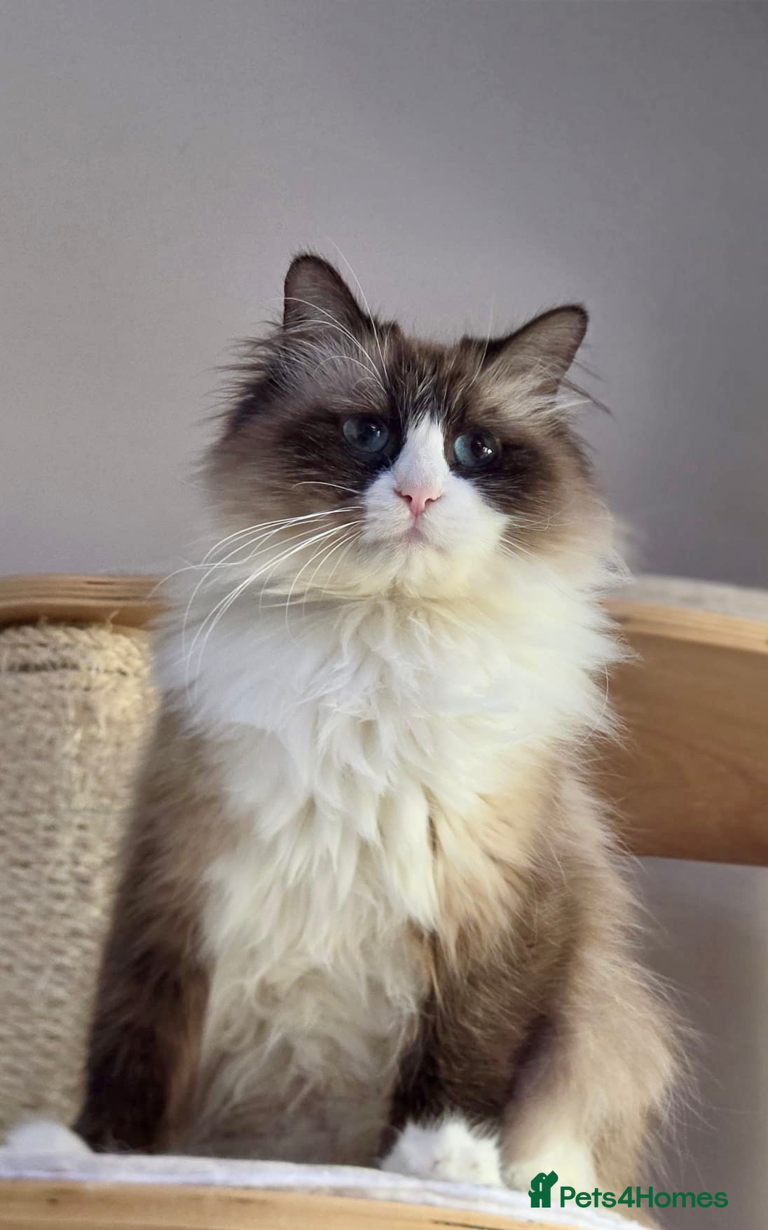 Siberian cats Looking for a loving New Home - Advert 12