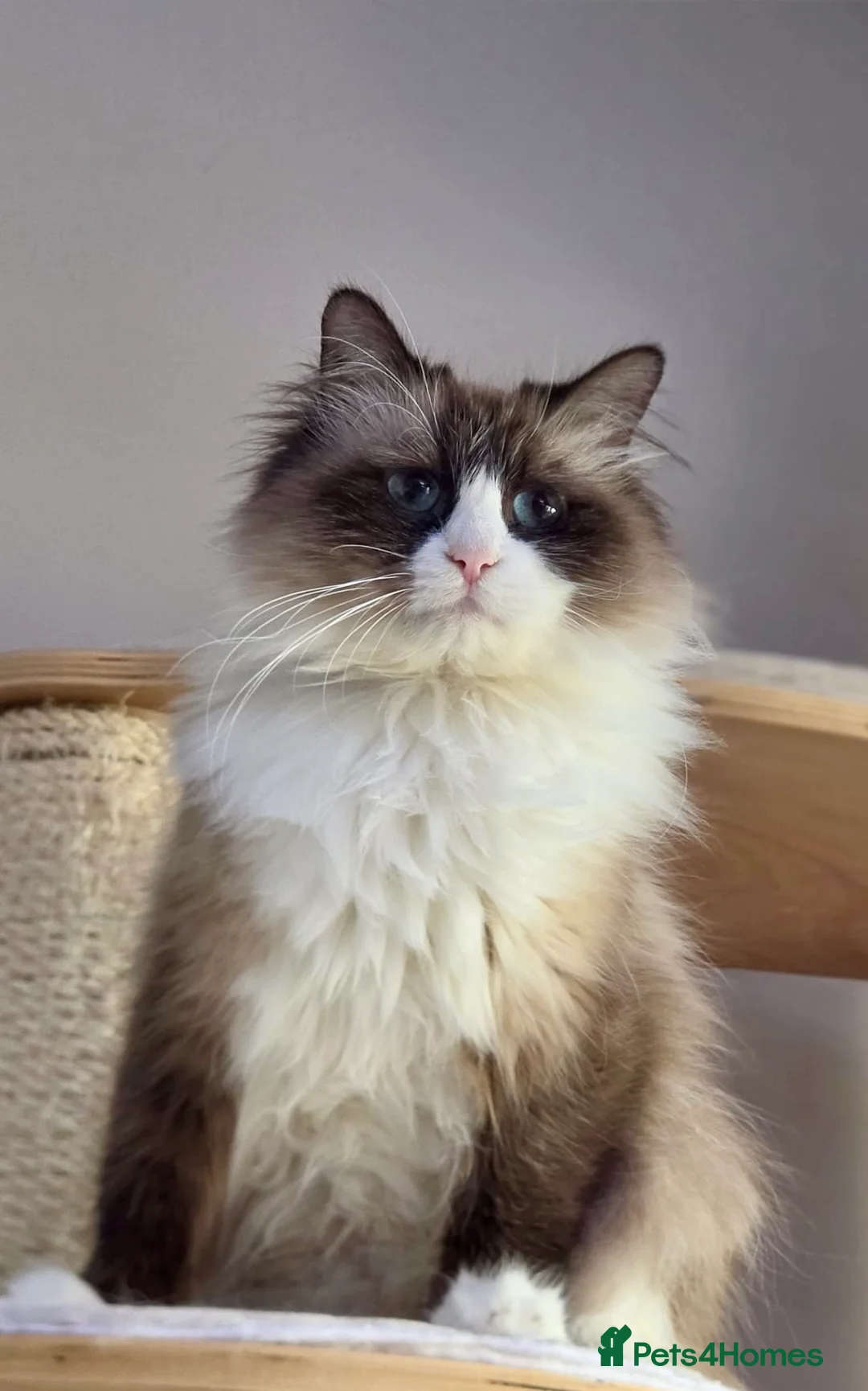 Siberian cats for sale: Looking for a loving New Home - Advert 2
