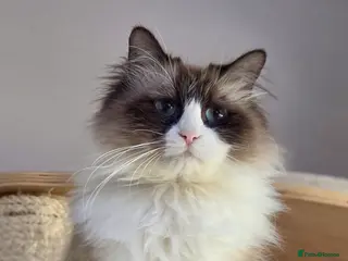 Siberian cats Looking for a loving New Home - Advert 9