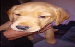 Labrador Retriever dogs for sale: Fox red labrador puppies  - Image 12