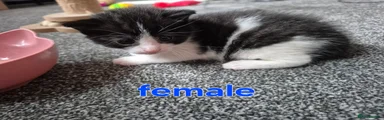 British Shorthair Kitten 4