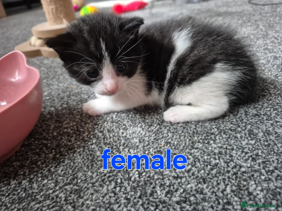 British Shorthair cats for sale: 4 beautiful kittens - Advert 2