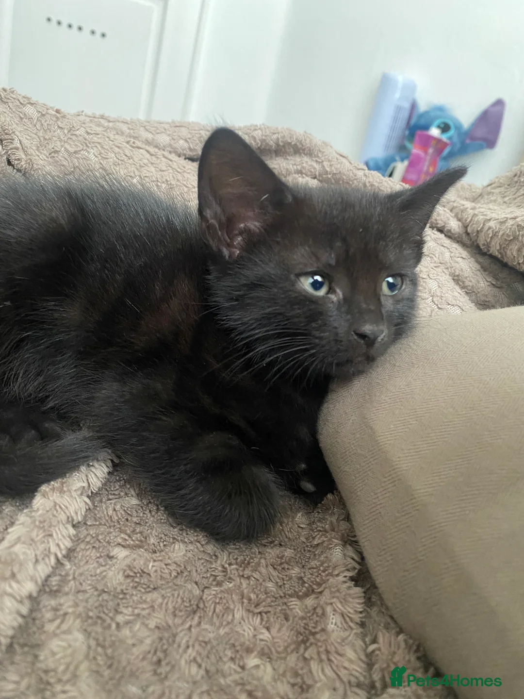 Mixed Breed cats for sale: Kimchi looking for a warm home - Advert 2